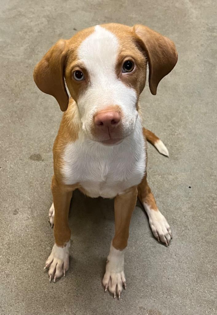 Enlarge Hobo, a Adoptable mixed breed in Murray, KY image 2/2