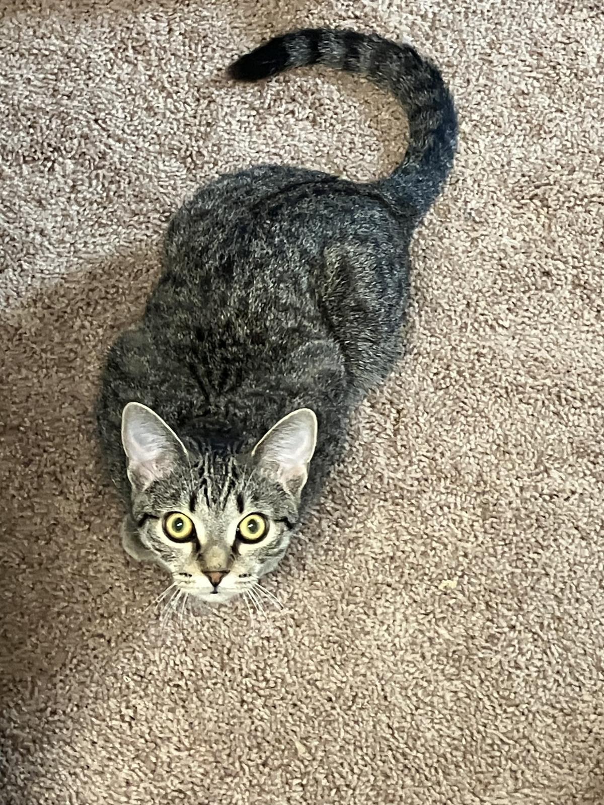 Enlarge Jazzie, a Adoptable mixed breed in St Paul, MN image 1/1