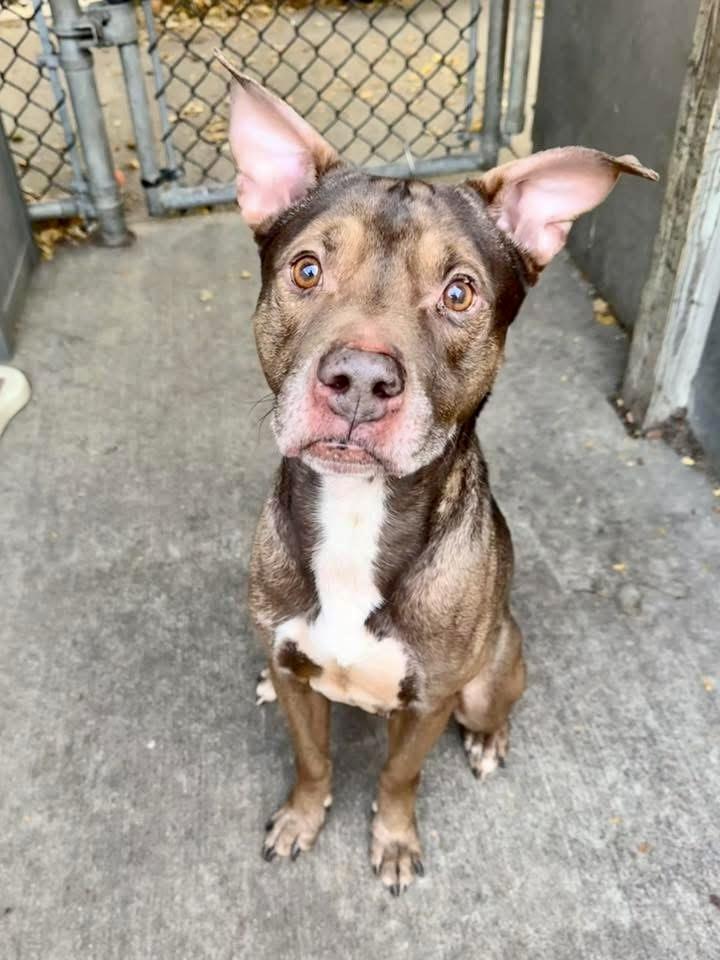 Canon, ADOPTABLE, Senior Male Pit Bull Terrier.