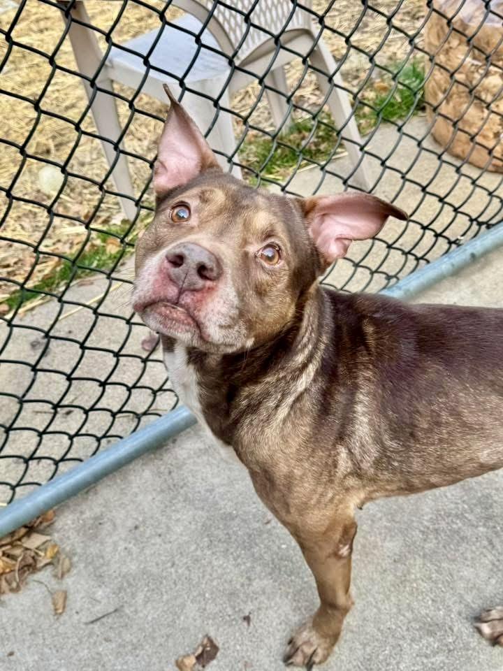 Enlarge Canon, a ADOPTABLE Pit Bull Terrier in Chicago, IL image 2/5