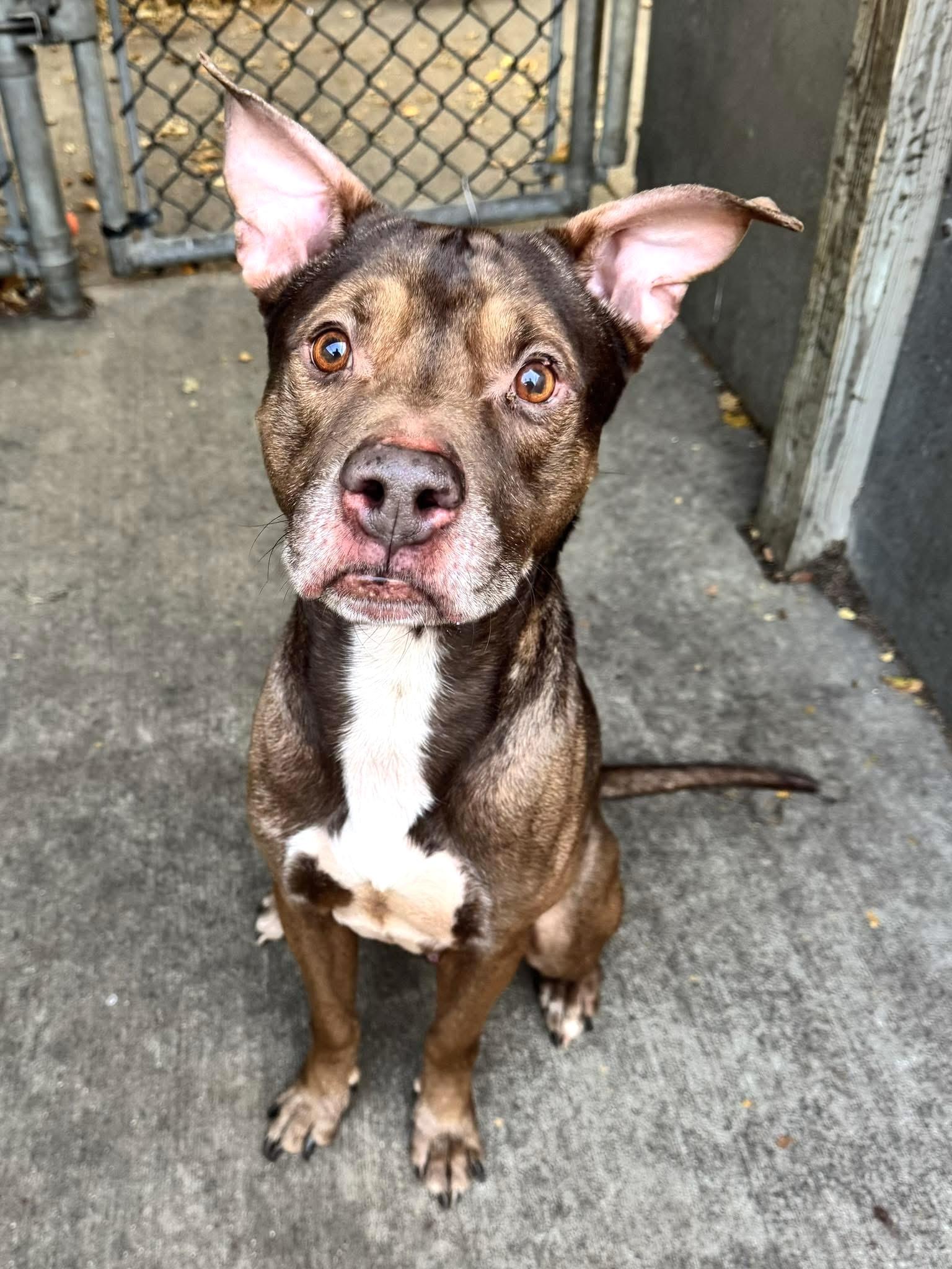 Enlarge Canon, a ADOPTABLE Pit Bull Terrier in Chicago, IL image 3/5