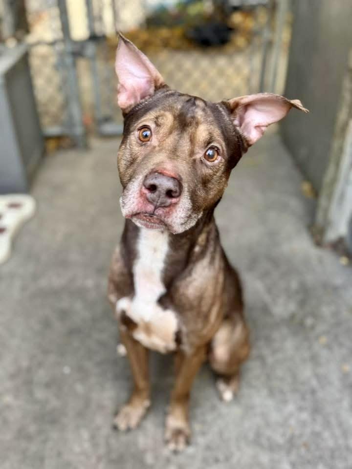 Enlarge Canon, a ADOPTABLE Pit Bull Terrier in Chicago, IL image 4/5