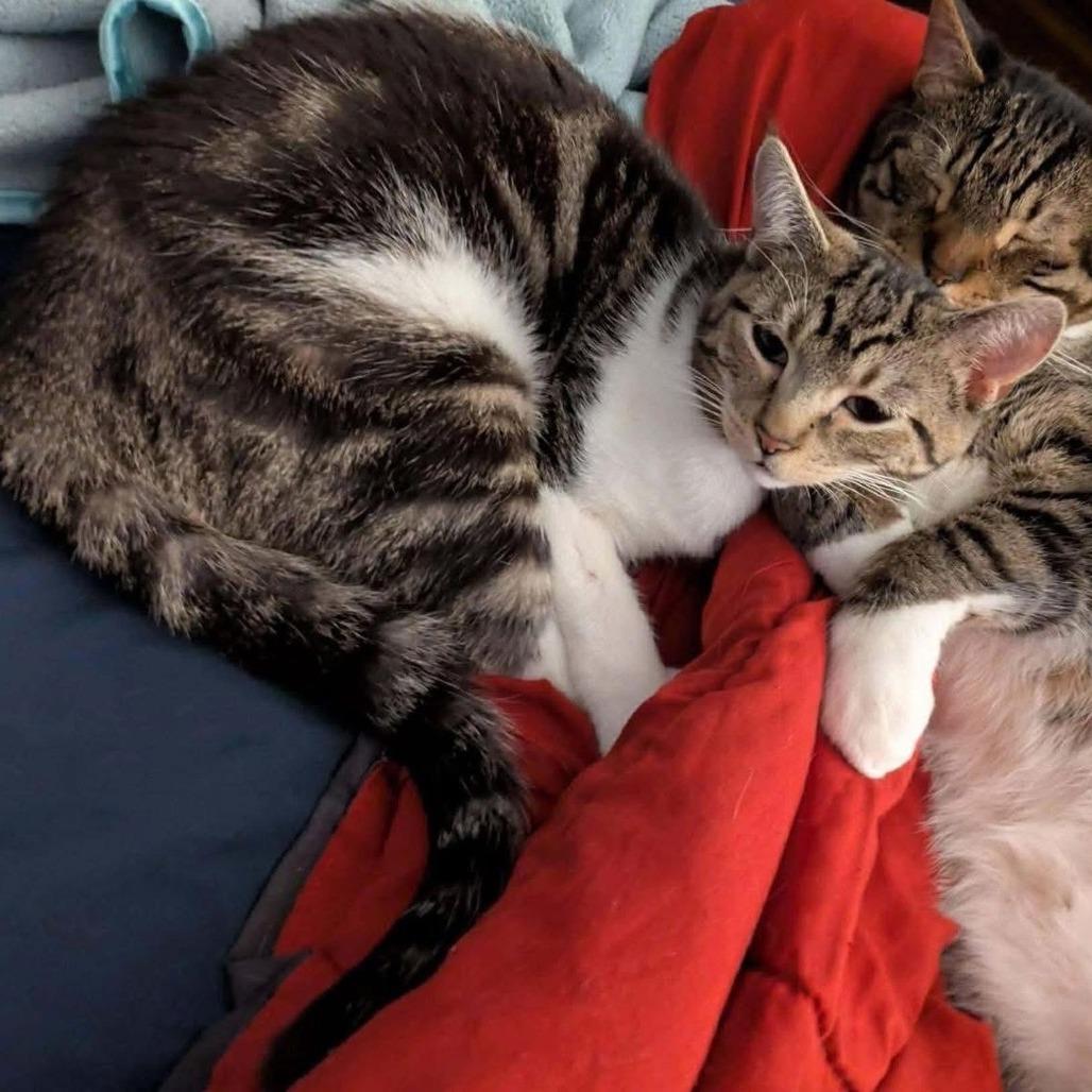 Enlarge Dennis, a Adoptable Domestic Short Hair in Lutz, FL image 1/6