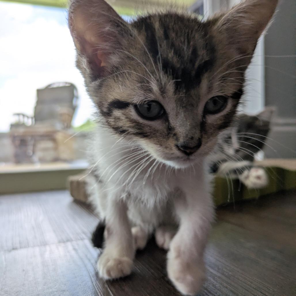 Enlarge Dennis, a Adoptable Domestic Short Hair in Lutz, FL image 1/6