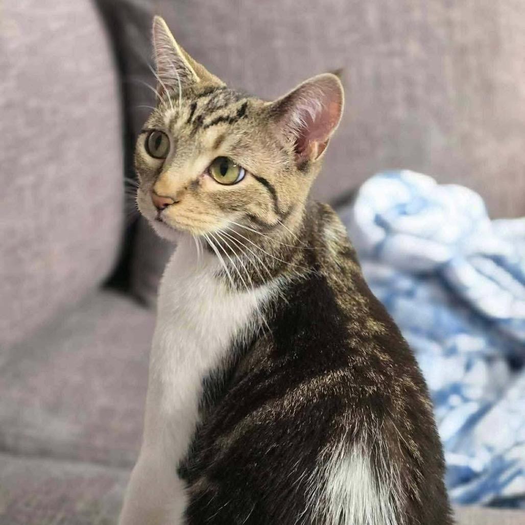 Enlarge Dennis, a Adoptable Domestic Short Hair in Lutz, FL image 3/6