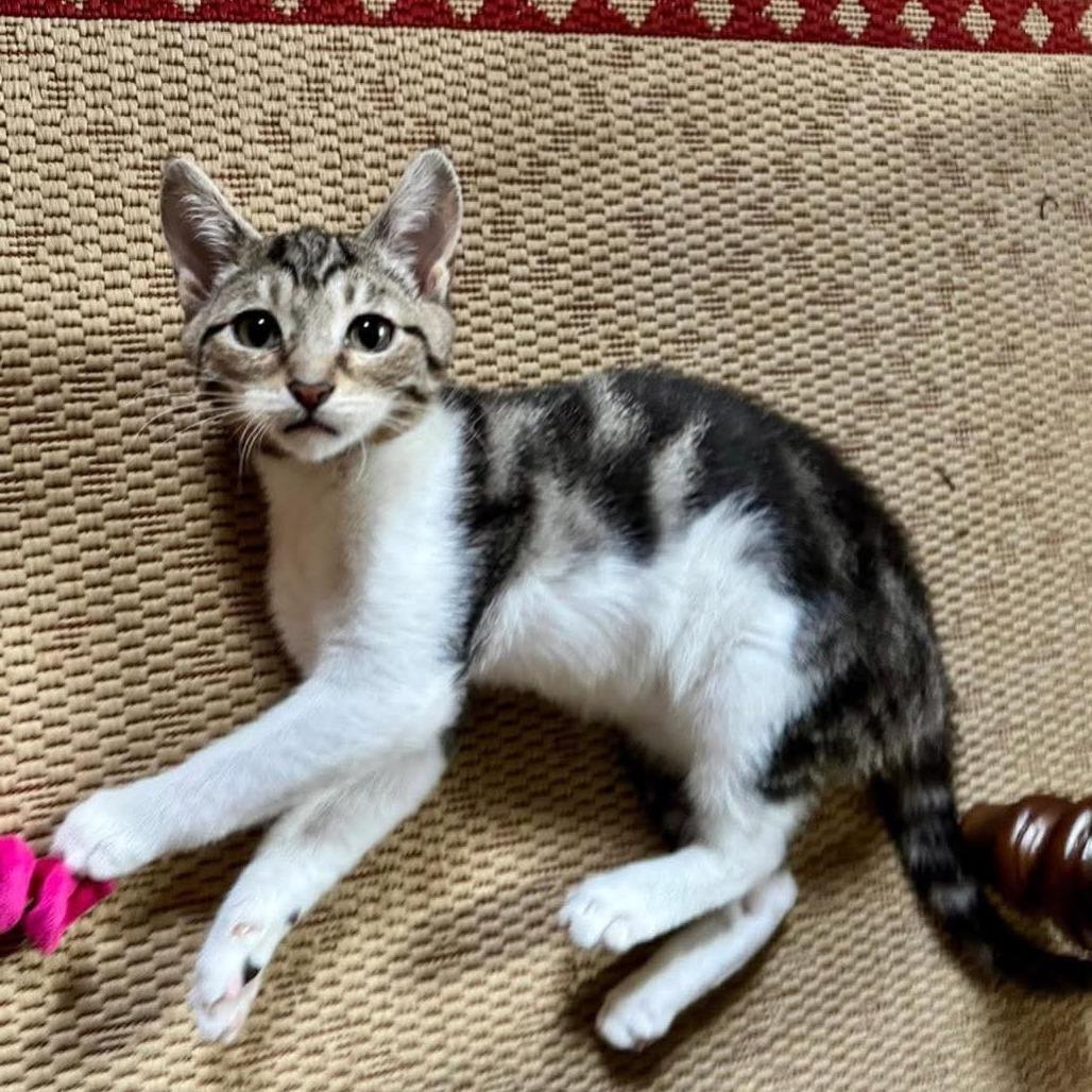 Enlarge Dennis, a Adoptable Domestic Short Hair in Lutz, FL image 4/6