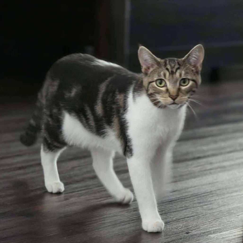 Enlarge Dennis, a Adoptable Domestic Short Hair in Lutz, FL image 5/6