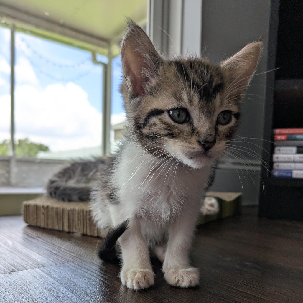 Enlarge Dennis, a Adoptable Domestic Short Hair in Lutz, FL image 2/6