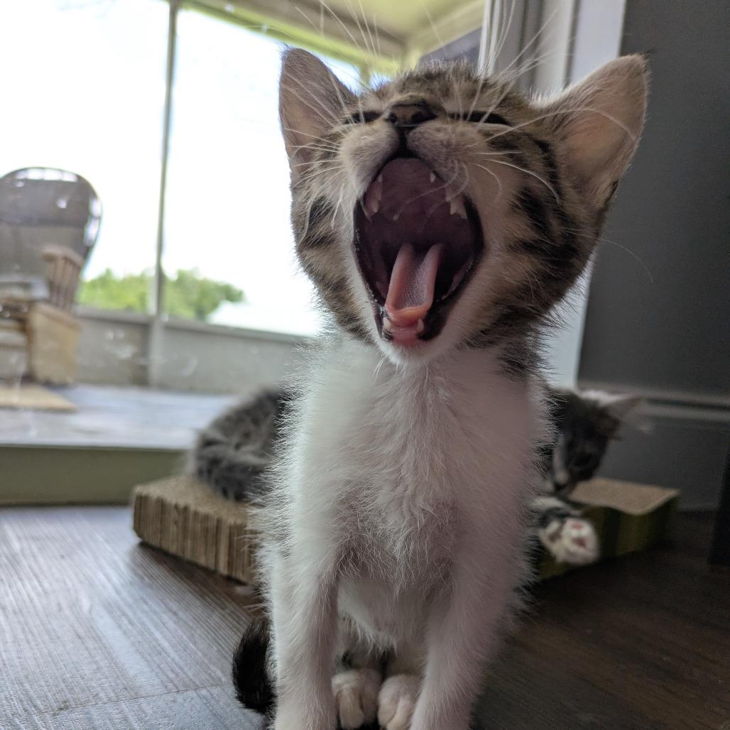 Enlarge Dennis, a Adoptable Domestic Short Hair in Lutz, FL image 3/6