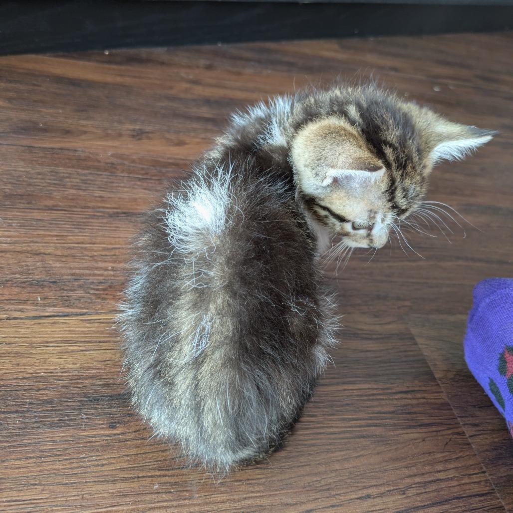 Enlarge Dennis, a Adoptable Domestic Short Hair in Lutz, FL image 4/6