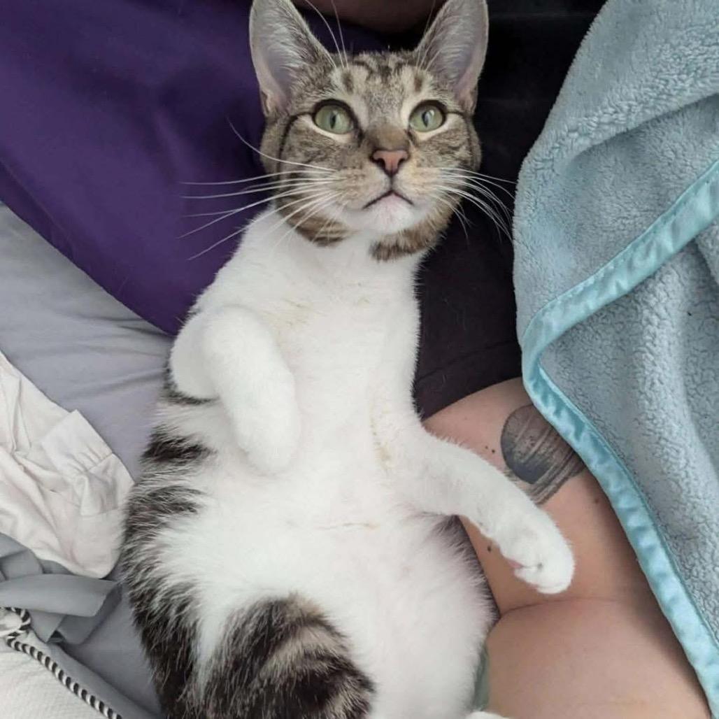 Enlarge Dennis, a Adoptable Domestic Short Hair in Lutz, FL image 6/6