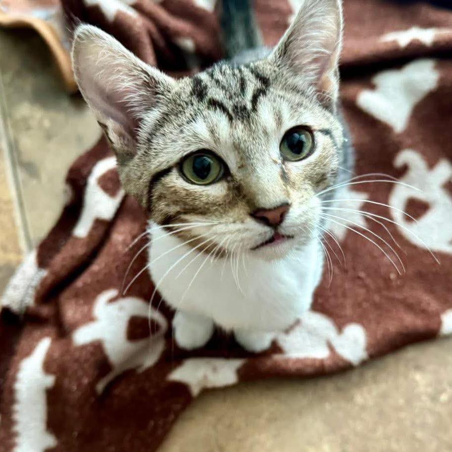 Enlarge Dennis, a Adoptable Domestic Short Hair in Lutz, FL image 5/6