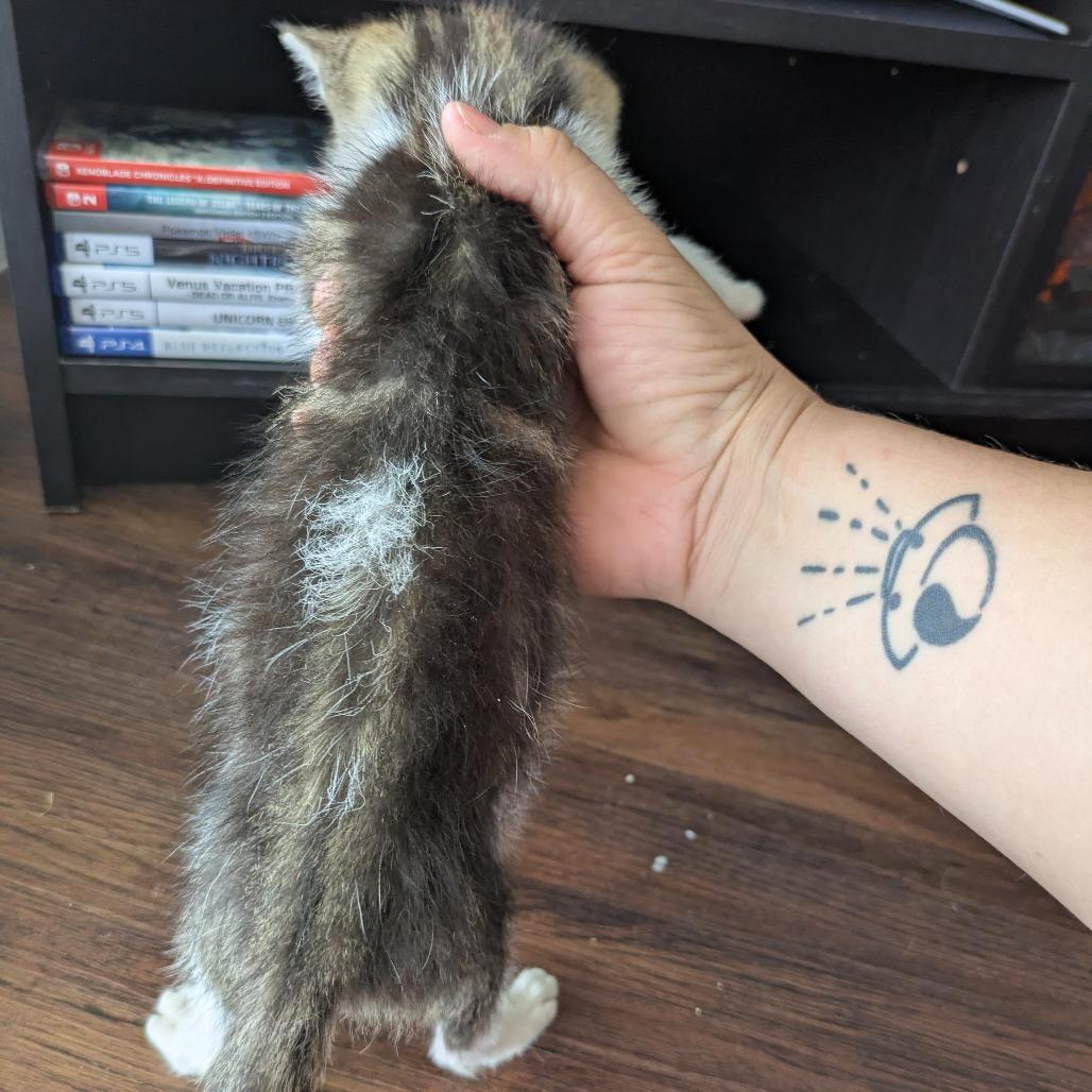 Enlarge Dennis, a Adoptable Domestic Short Hair in Lutz, FL image 6/6