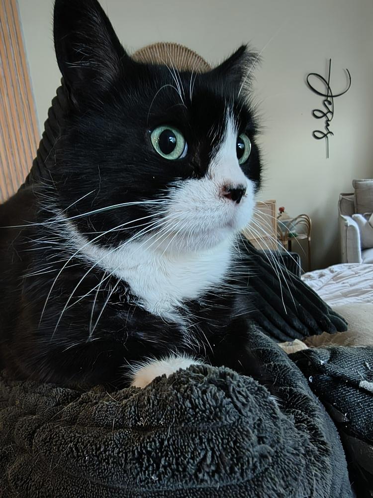 Enlarge Pixie, a Adoptable Domestic Short Hair in Clinton Township, MI image 1/1