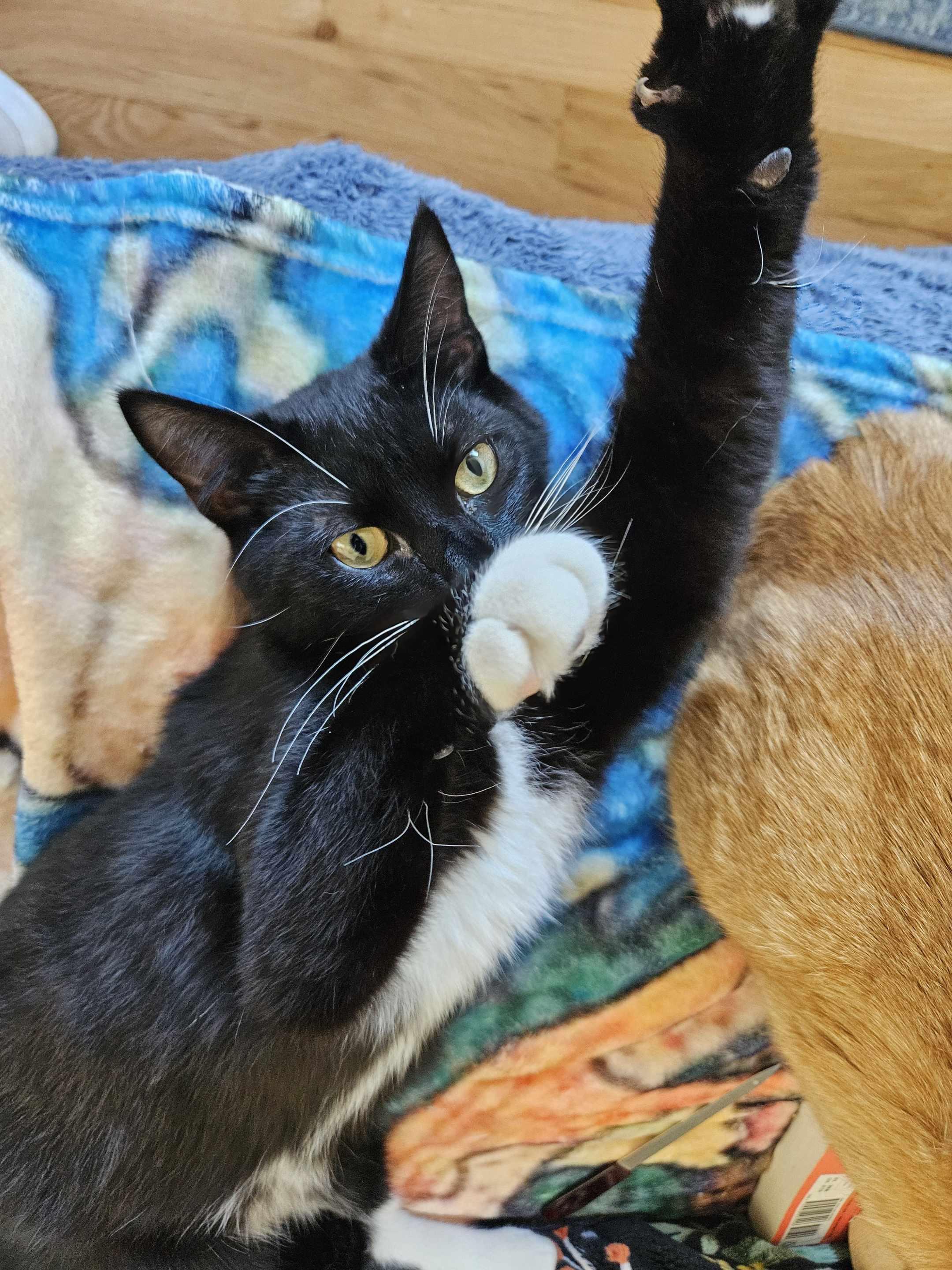 Hutch, adopted, Young Male American Shorthair.