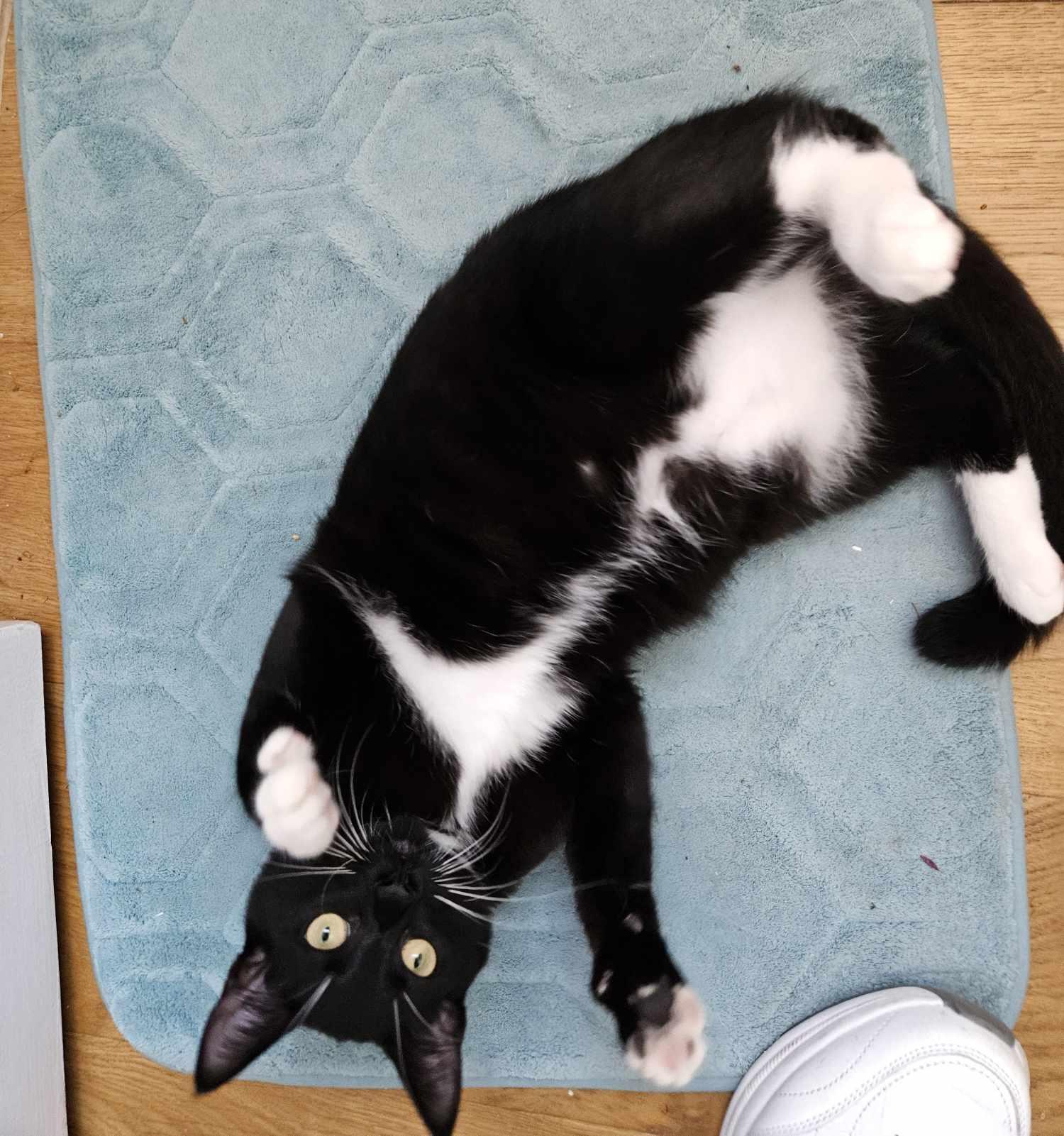 Enlarge Hutch, an adopted American Shorthair in Hammond, OR image 2/2