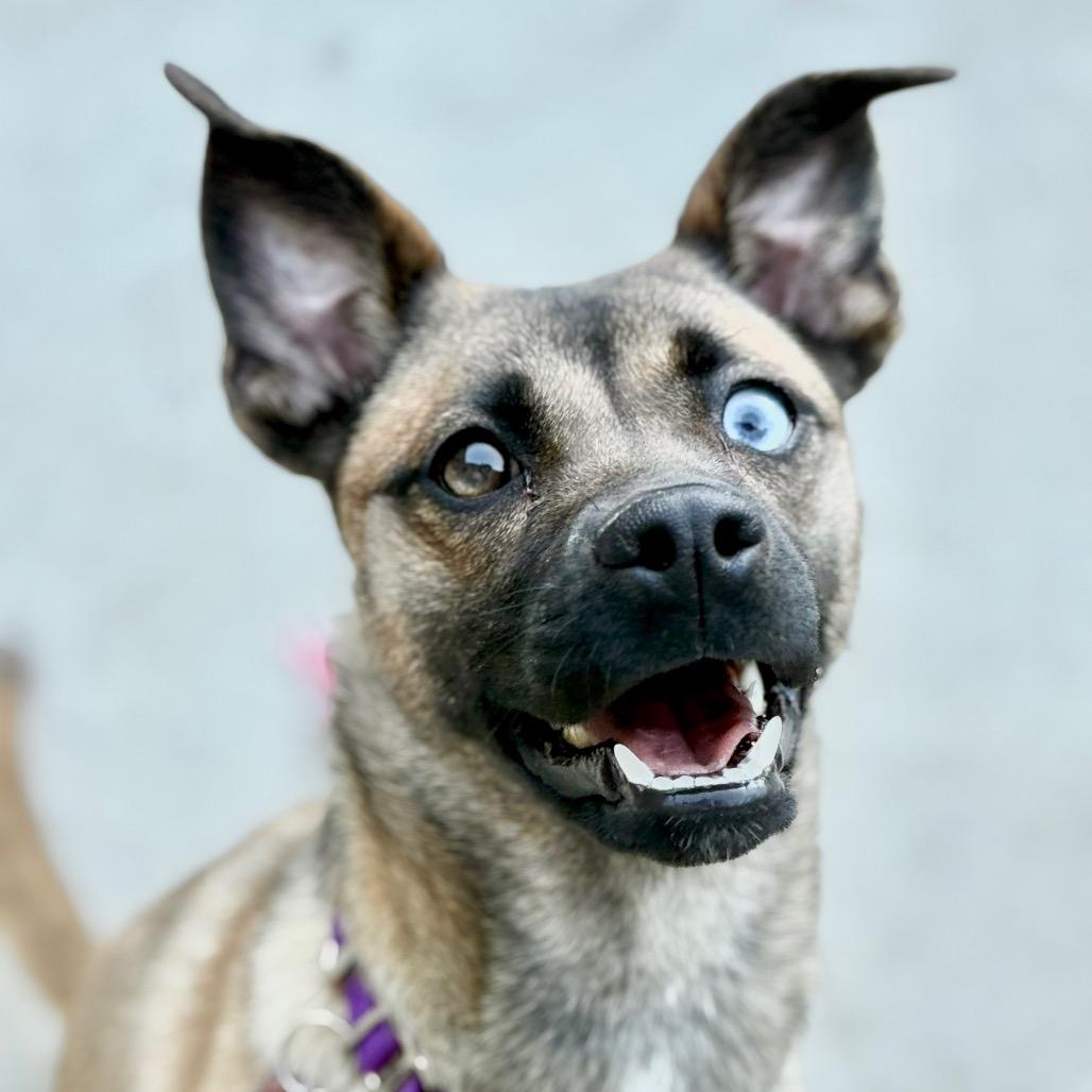 Esme, Adoptable, Adult Female Chihuahua & Husky.