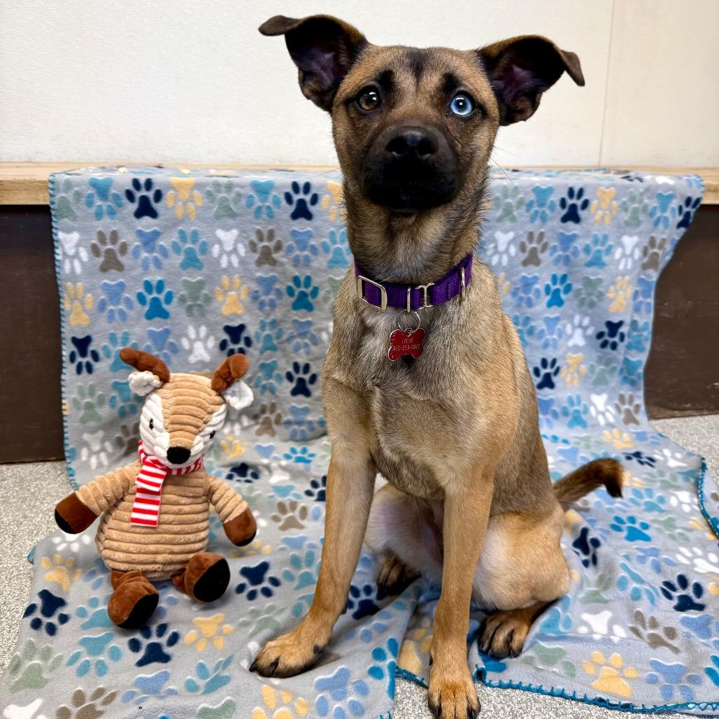 Enlarge Esme, a Adoptable mixed breed in Durango, CO image 2/5