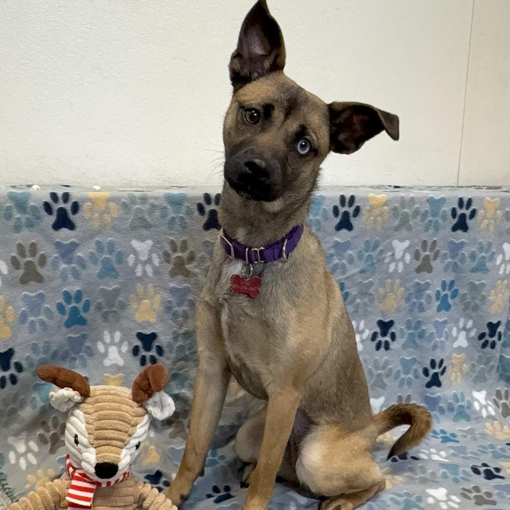 Enlarge Esme, a Adoptable mixed breed in Durango, CO image 3/5