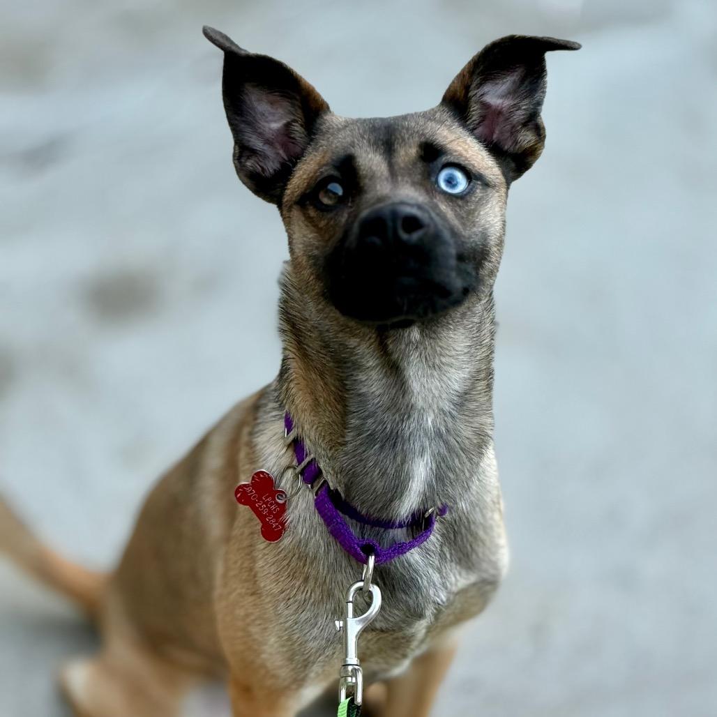 Enlarge Esme, a Adoptable mixed breed in Durango, CO image 4/5