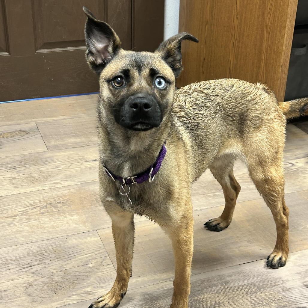 Enlarge Esme, a Adoptable mixed breed in Durango, CO image 5/5