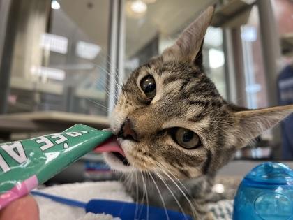Enlarge Bobby, a Adoptable mixed breed in Westland, MI image 1/3