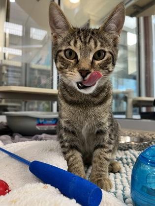 Enlarge Bobby, a Adoptable mixed breed in Westland, MI image 2/3
