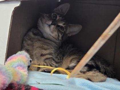 Bobby, Adoptable, Kitten Male Domestic Short Hair & Domestic Short Hair.