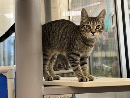 Enlarge Bobby, a Adoptable mixed breed in Westland, MI image 3/3