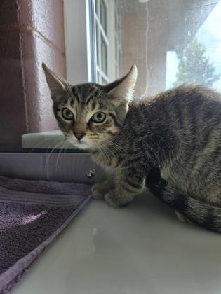 Enlarge Bobby, a Adoptable mixed breed in Westland, MI image 3/3
