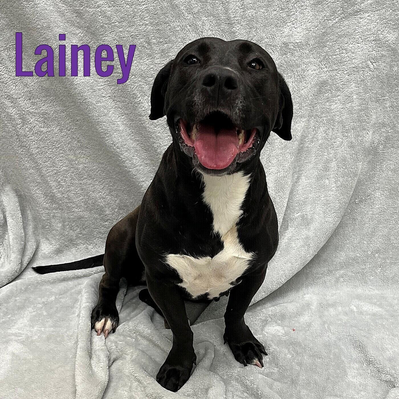 Lainey, ADOPTABLE, Adult Female Labrador Retriever.