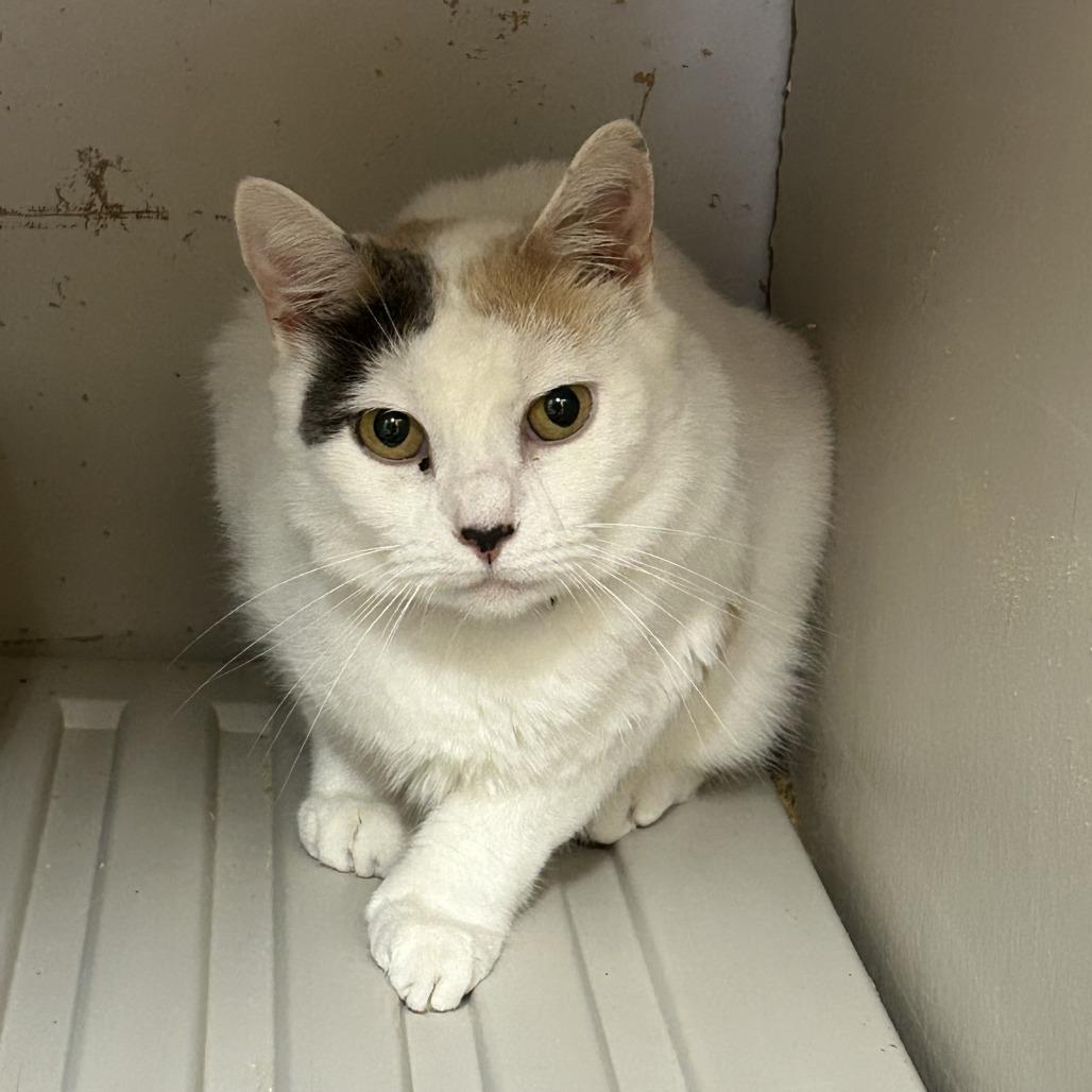 Flour, Adoptable, Senior Female Domestic Short Hair & American Bobtail.