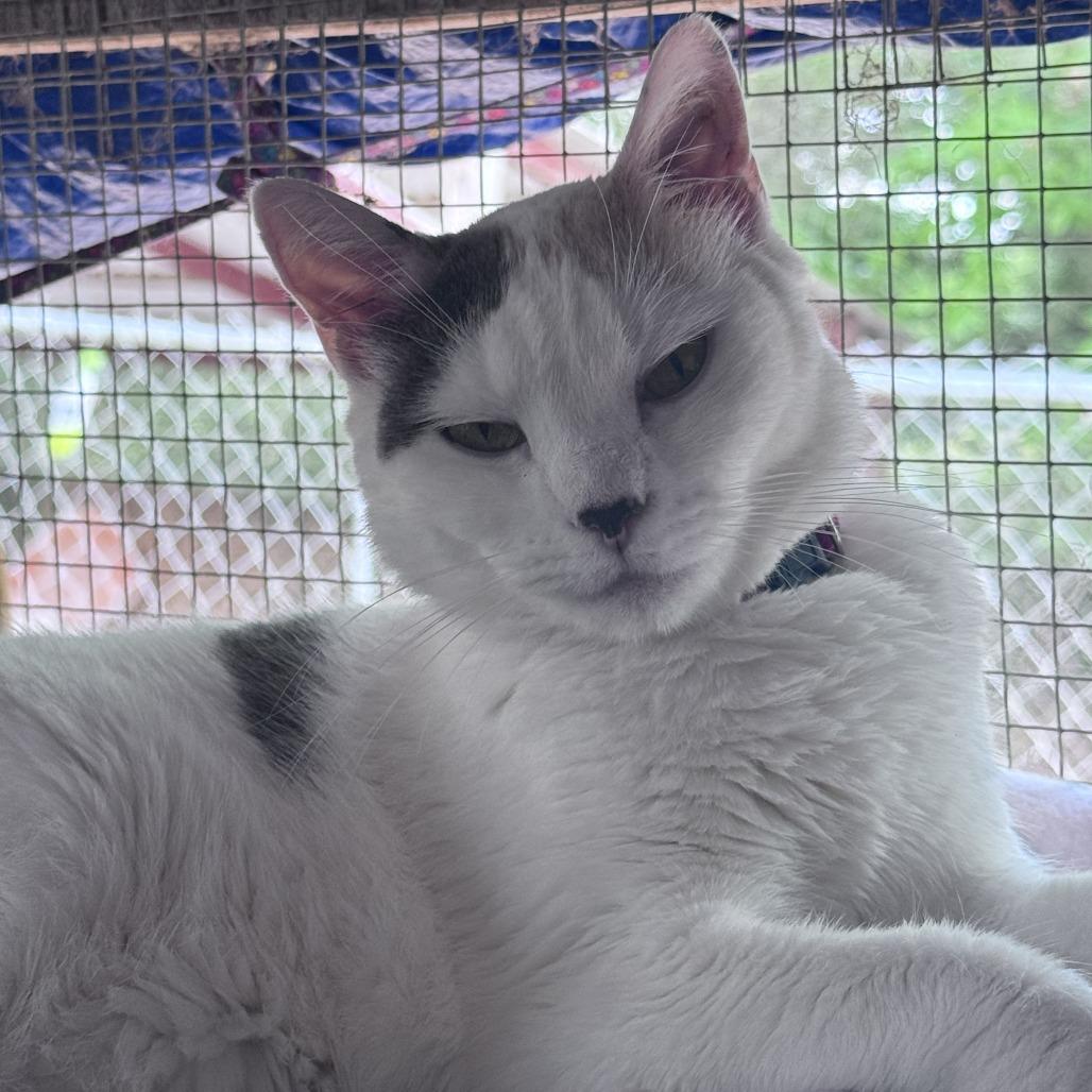 Enlarge Flour, a Adoptable mixed breed in Enterprise, AL image 2/2