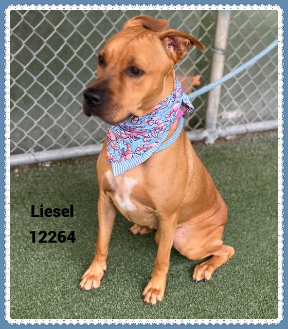 LIESEL