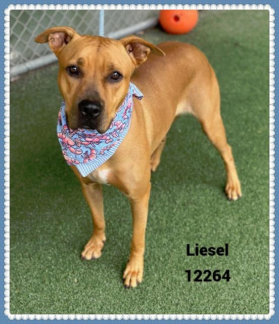 LIESEL