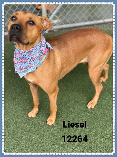 LIESEL