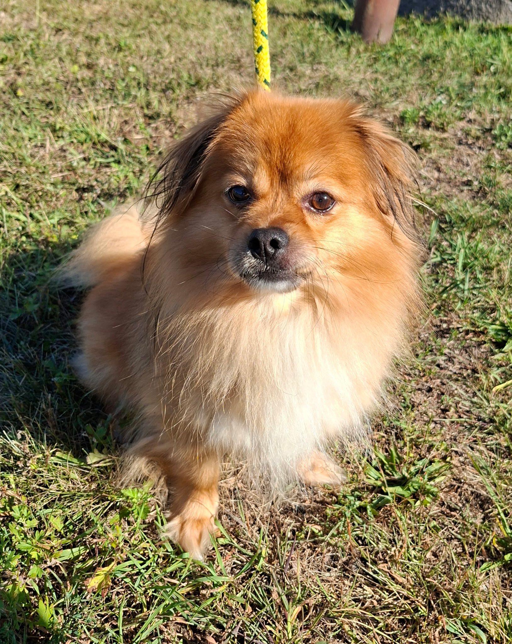 Enlarge Teddy, a Adopted mixed breed in Torrington, CT image 1/6