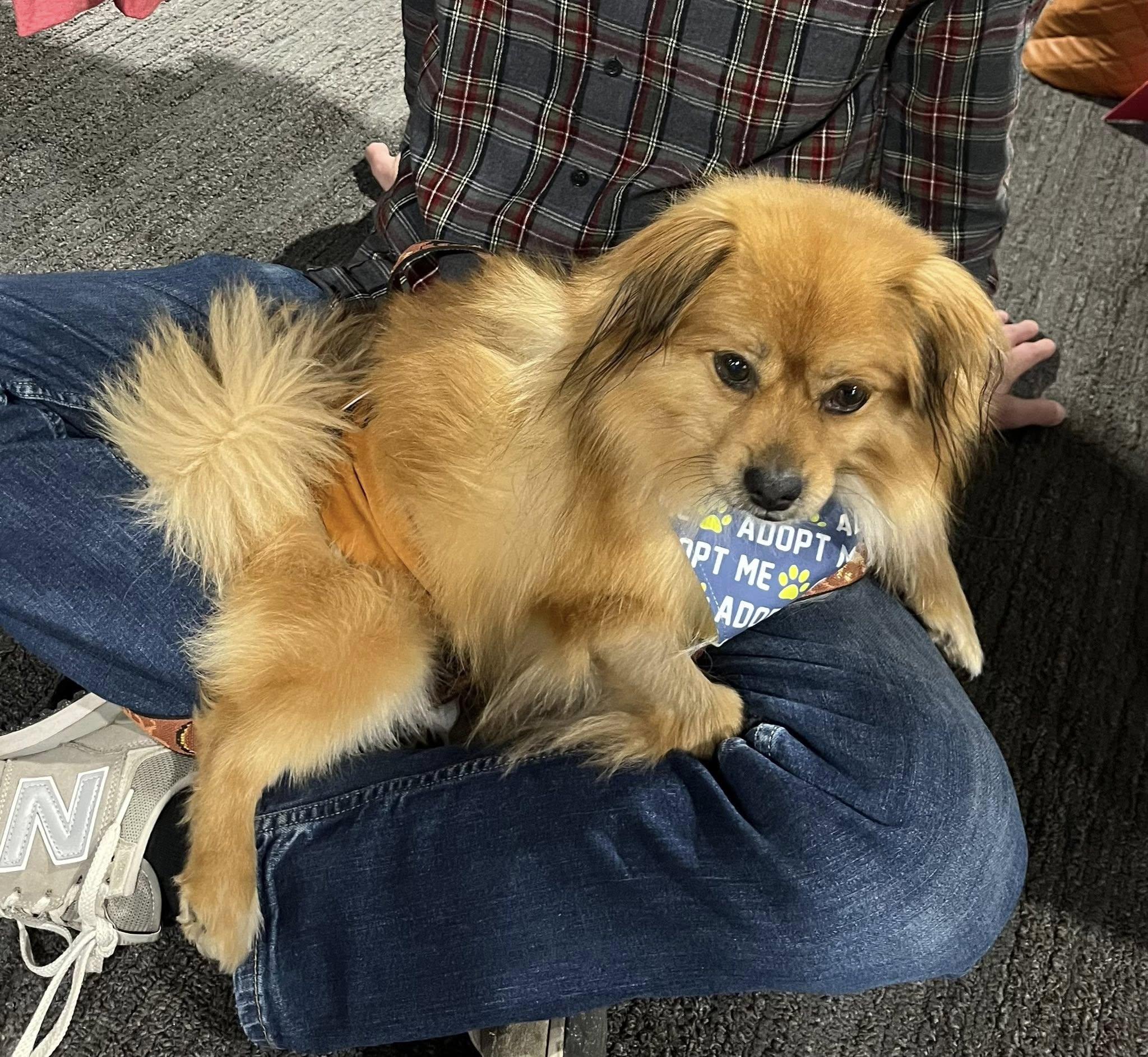 Enlarge Teddy, a Adopted mixed breed in Torrington, CT image 3/6