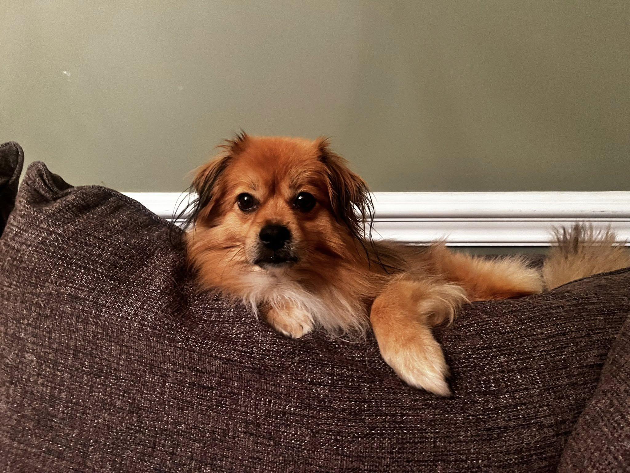 Enlarge Teddy, a Adopted mixed breed in Torrington, CT image 4/6