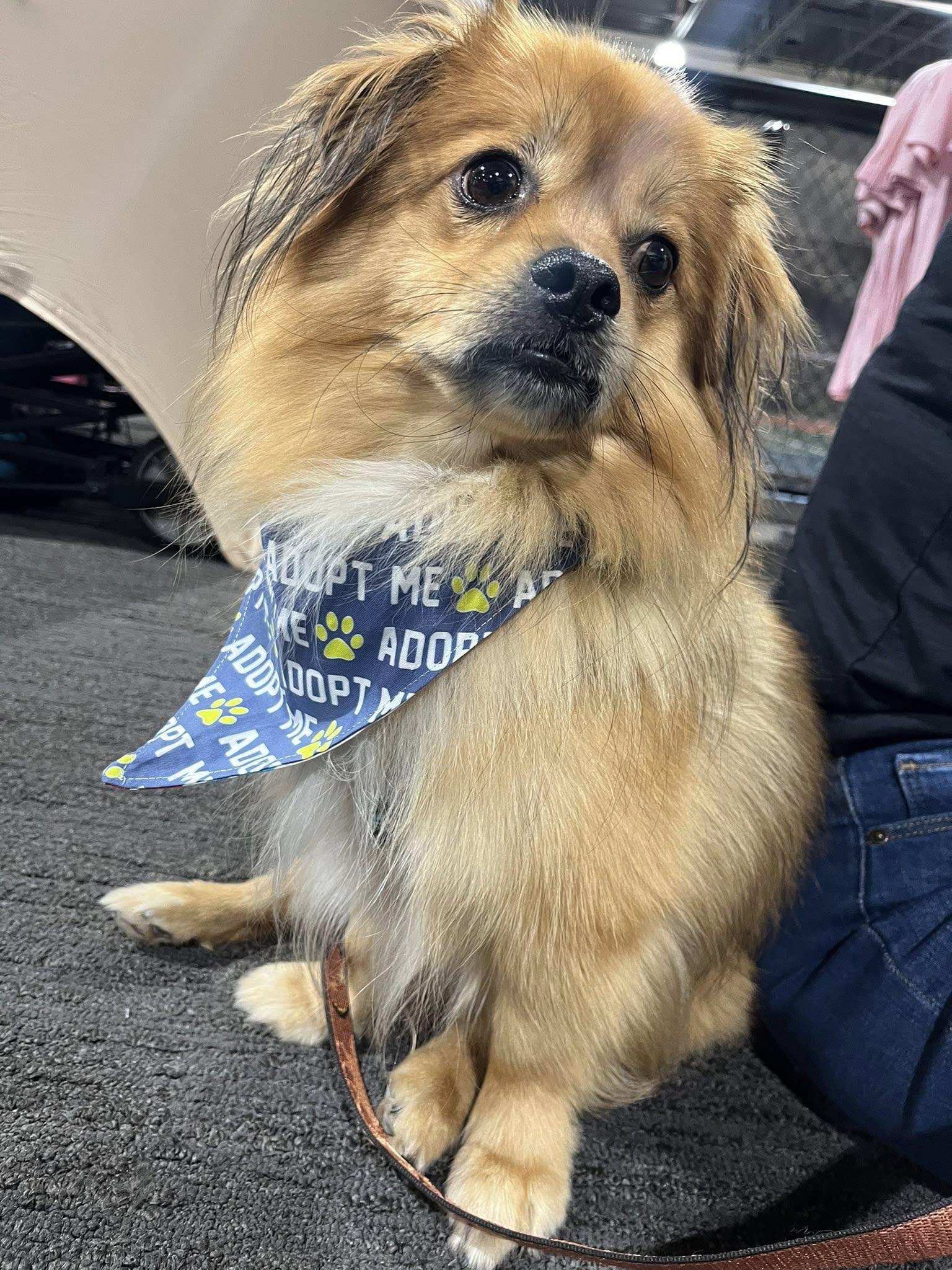 Enlarge Teddy, a Adopted mixed breed in Torrington, CT image 5/6