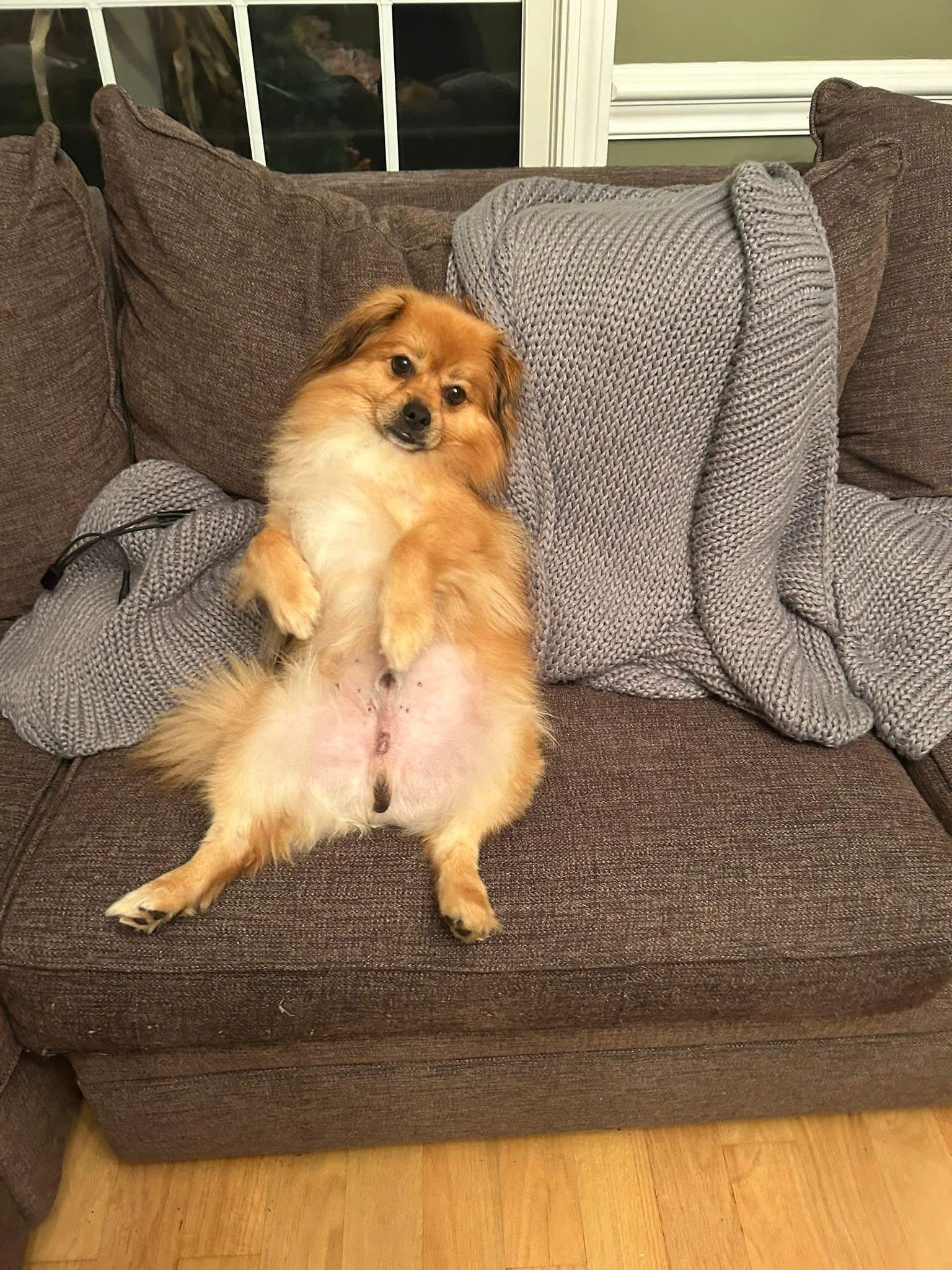 Enlarge Teddy, a Adopted mixed breed in Torrington, CT image 6/6