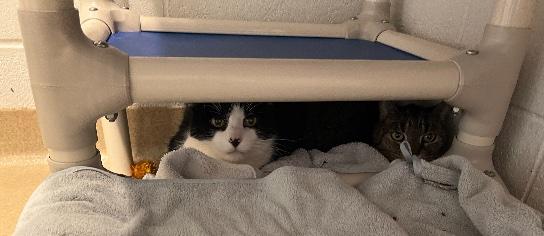 Elwood, a ADOPTABLE Domestic Short Hair in Washington Grove, MD image 2/2