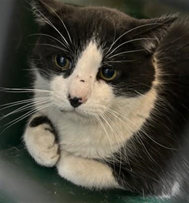 Elwood, a ADOPTABLE Domestic Short Hair in Washington Grove, MD image 1/2