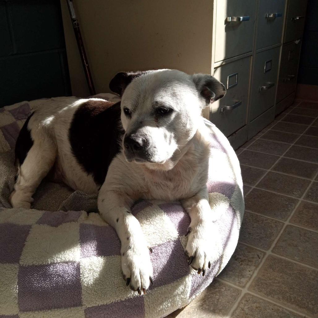 Jojo, Adoptable, Adult Female Beagle.