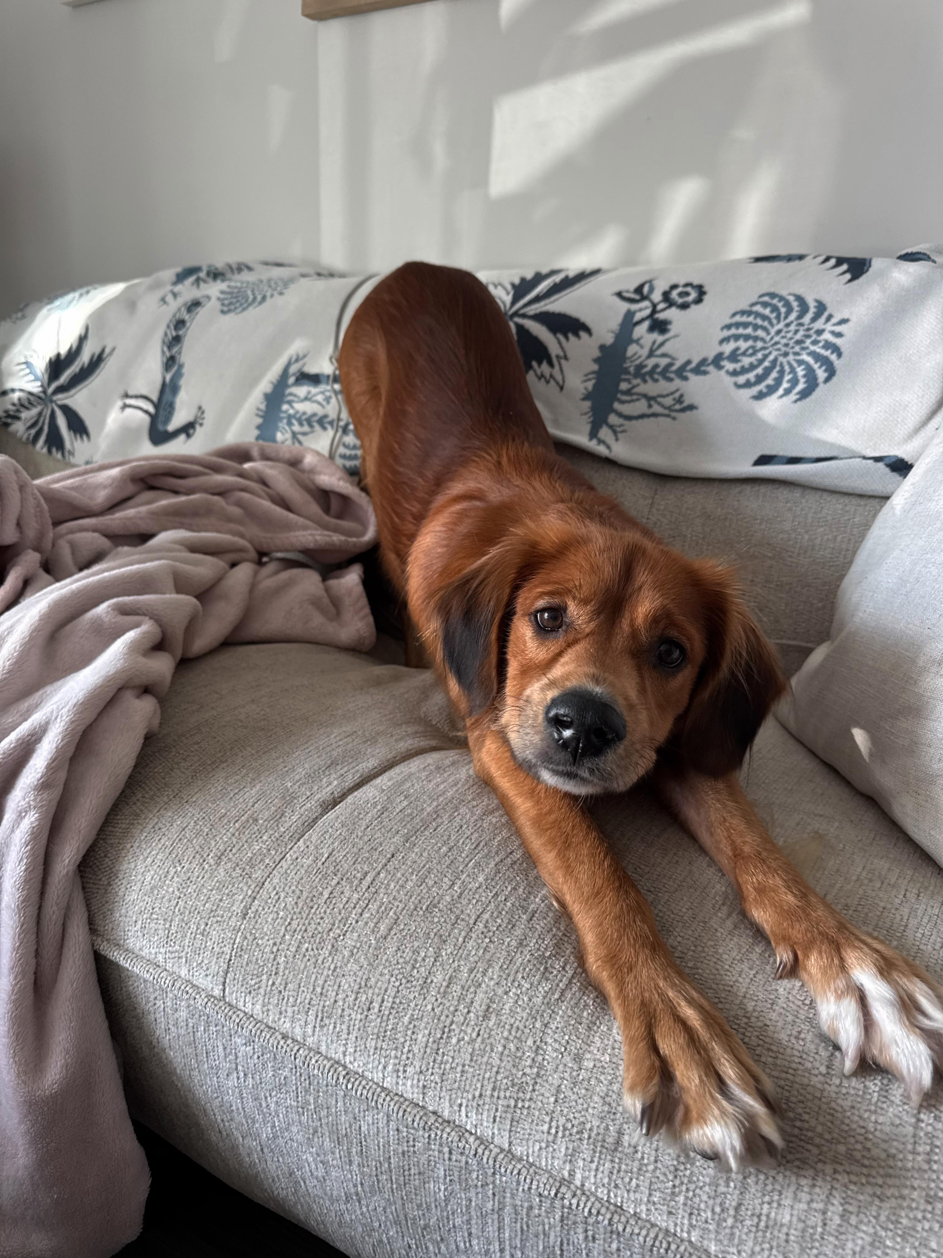 Trevor, ADOPTABLE, Young Male Golden Retriever & Spaniel.