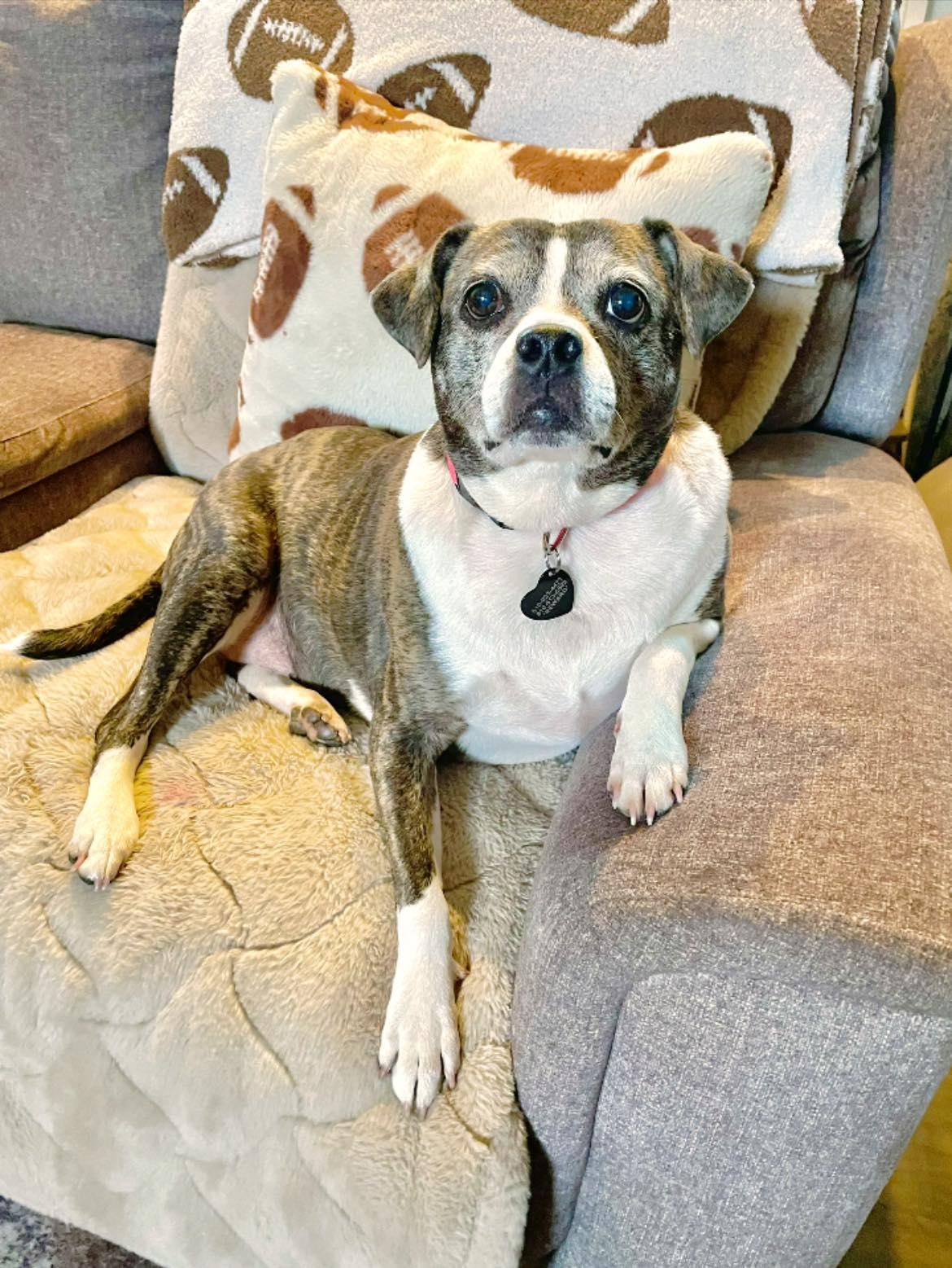 Enlarge Linda, a ADOPTABLE mixed breed in South Lyon, MI image 5/6