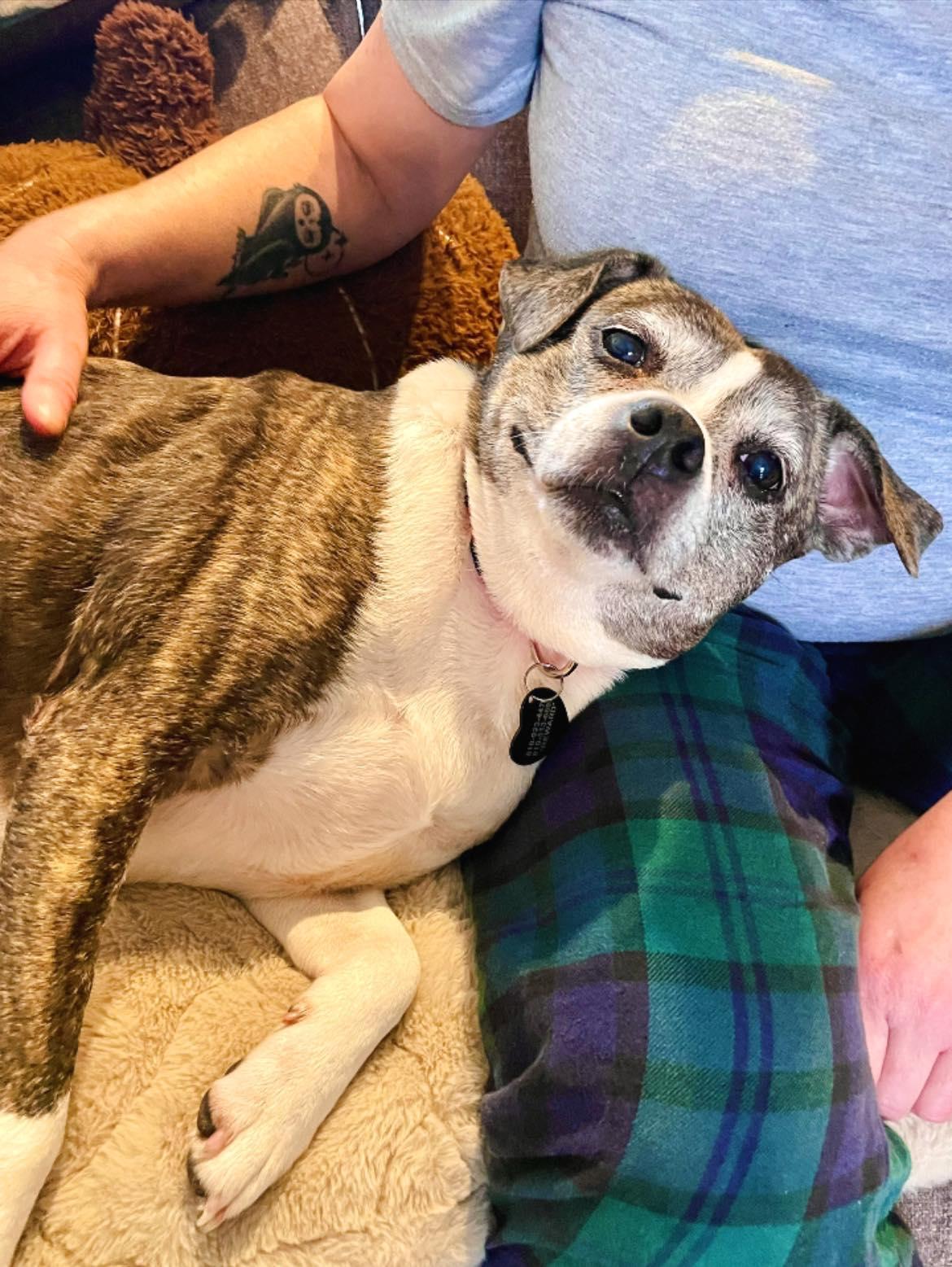 Enlarge Linda, a ADOPTABLE mixed breed in South Lyon, MI image 4/6