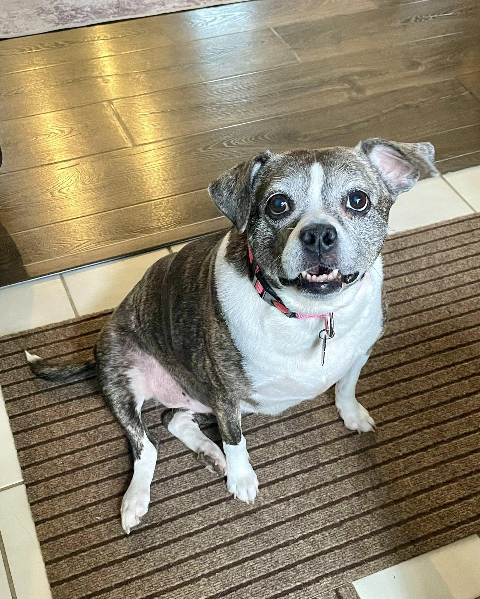 Enlarge Linda, a ADOPTABLE mixed breed in South Lyon, MI image 2/6