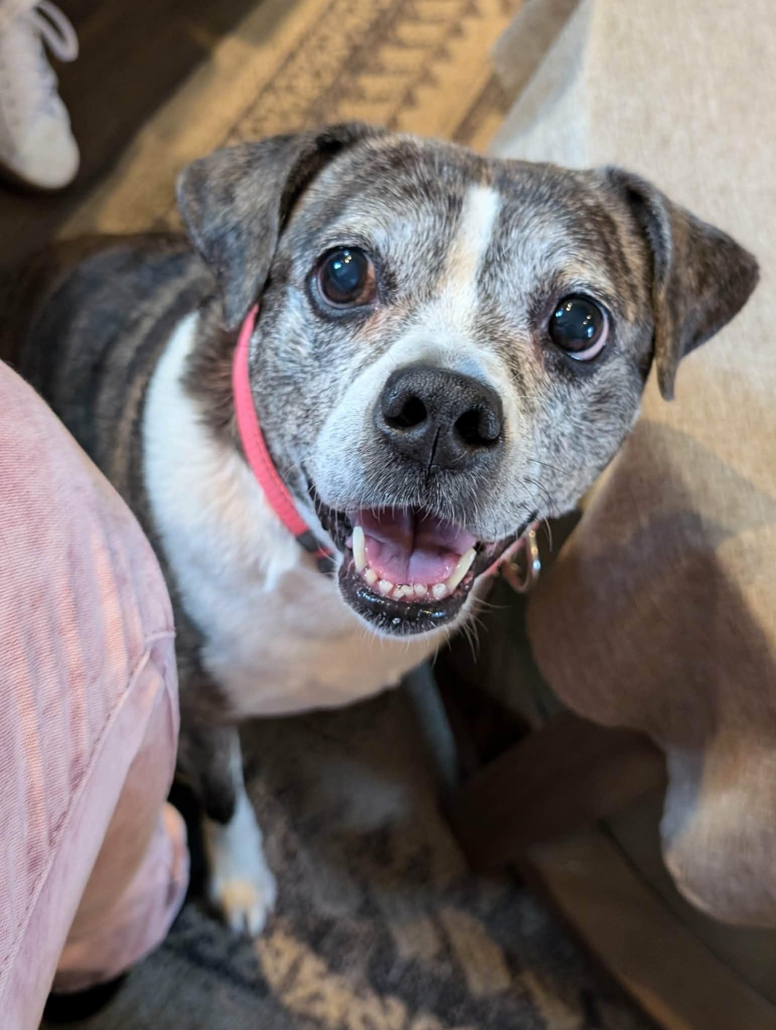 Linda, a ADOPTABLE mixed breed in South Lyon, MI image 2/6