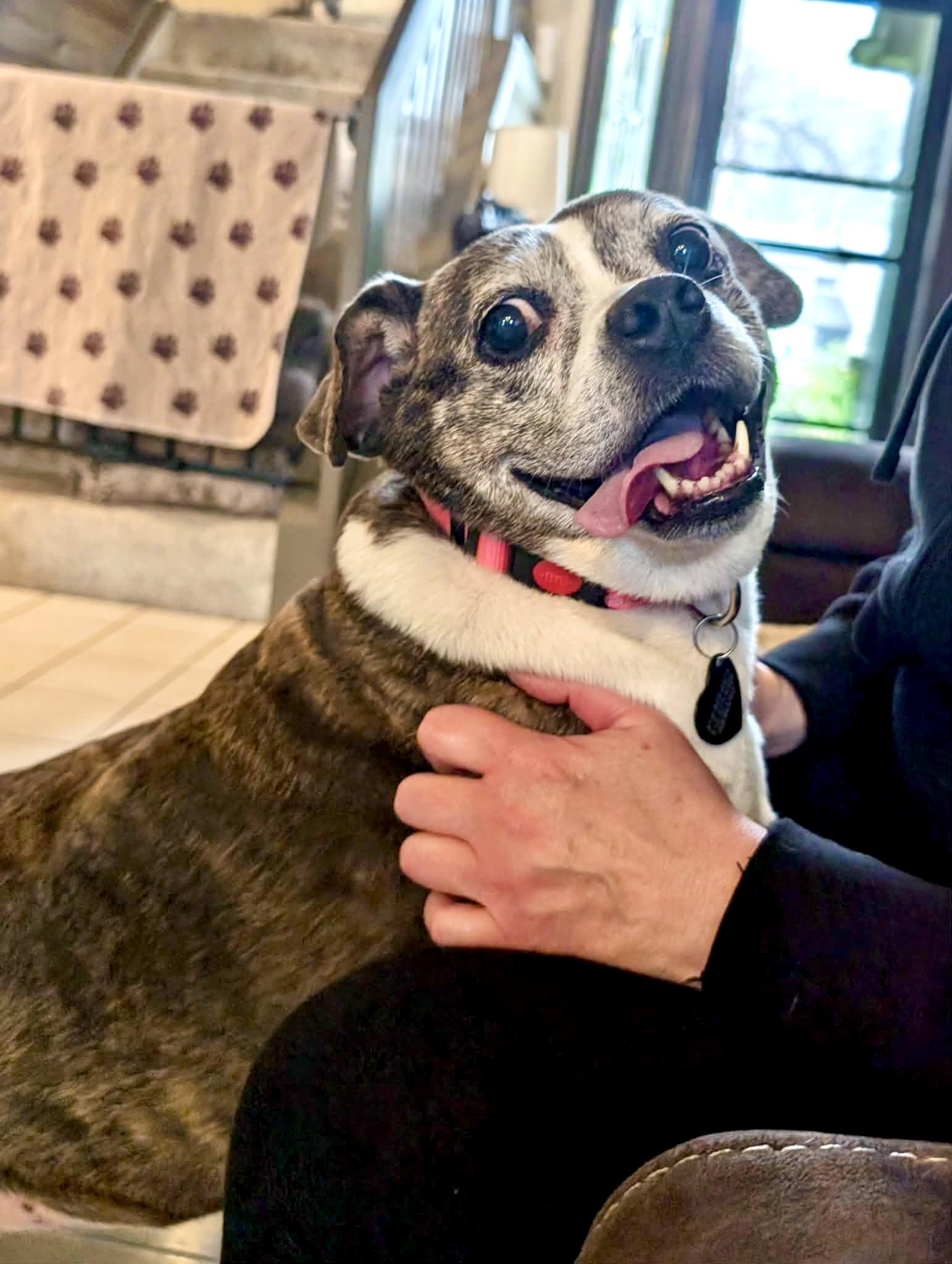 Linda, a ADOPTABLE mixed breed in South Lyon, MI image 5/6